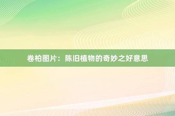 卷柏图片：陈旧植物的奇妙之好意思